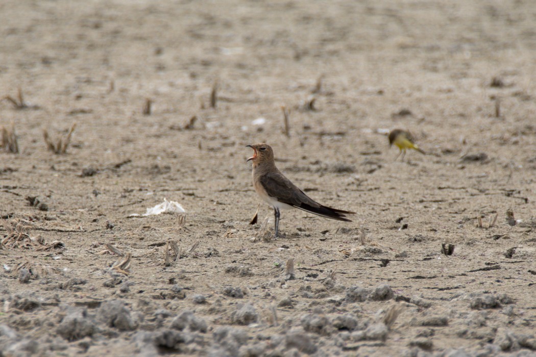 Bataklıkkırlangıcı