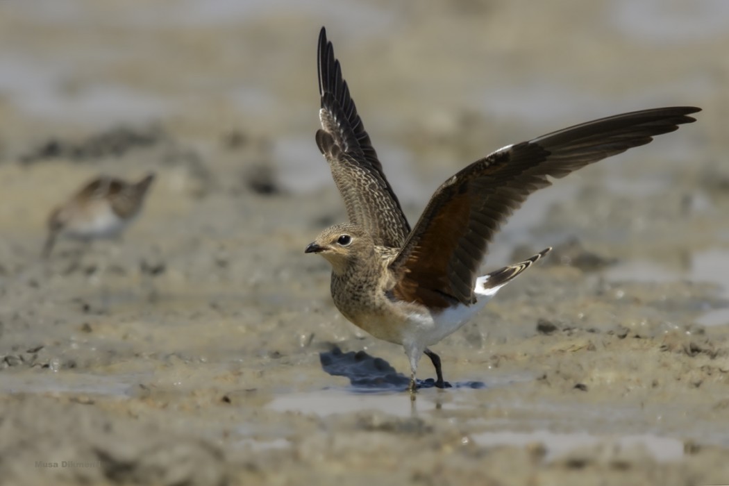 Bataklıkkırlangıcı