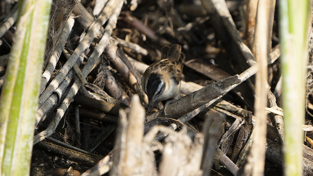 Bıyıklı kamışçın