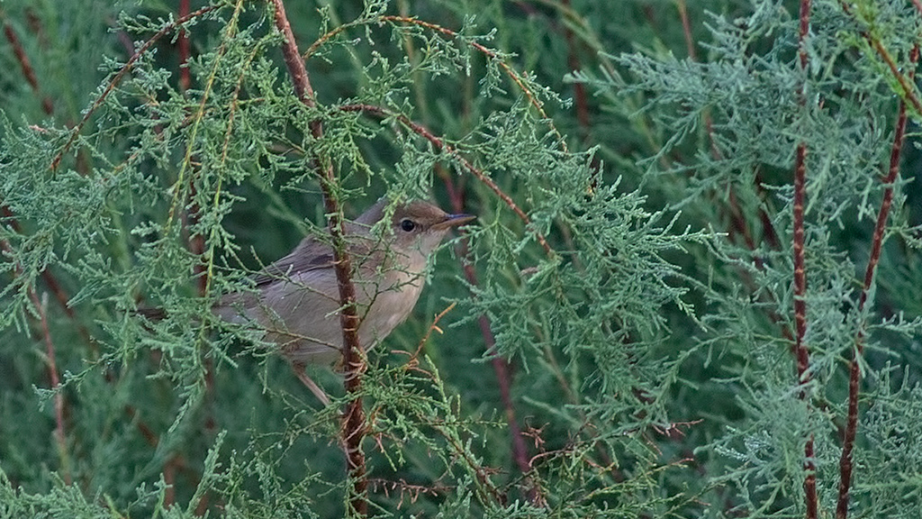 Çalı kamışçını