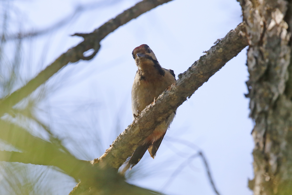 Orman alaca ağaçkakanı