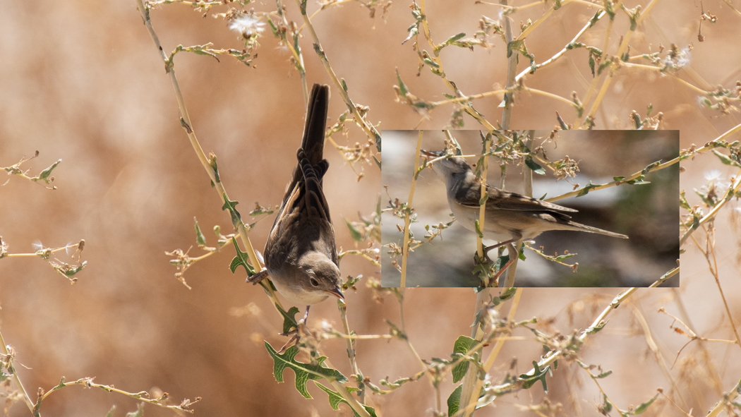 Akgerdanlı ötleğen
