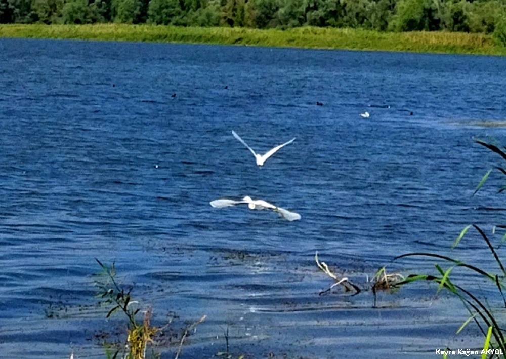 Küçük ak balıkçıl