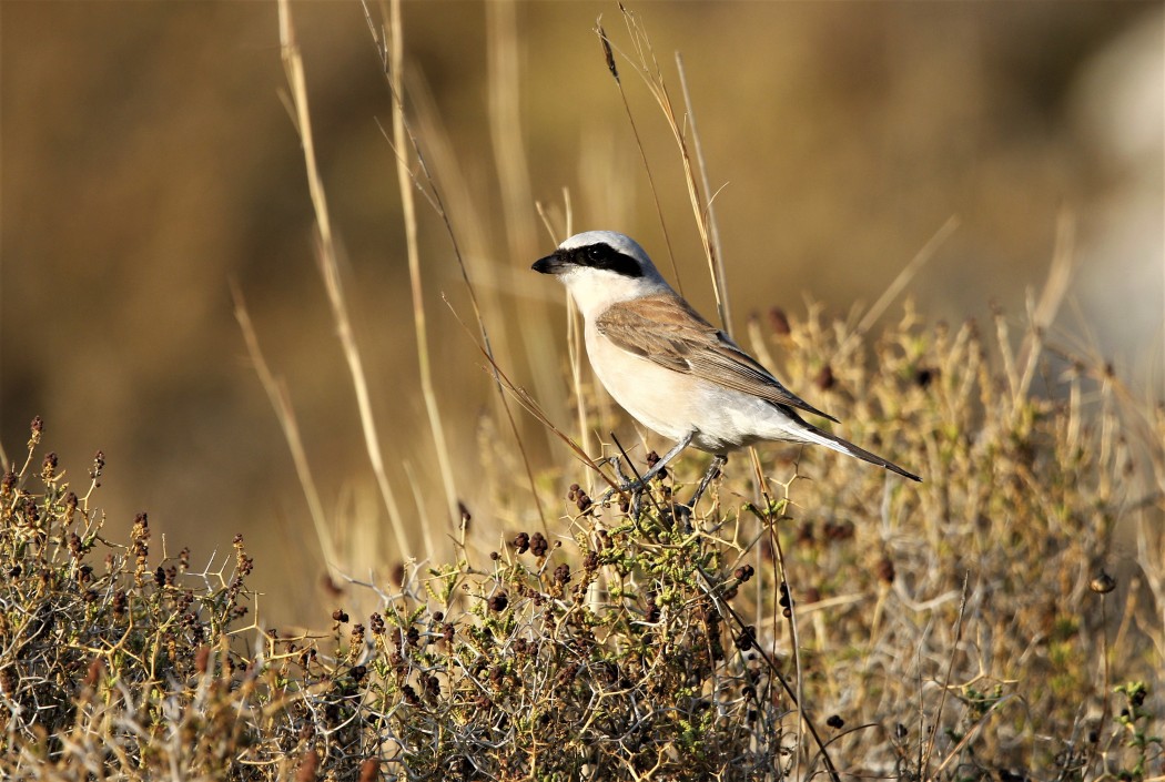Kızılsırtlı örümcekkuşu