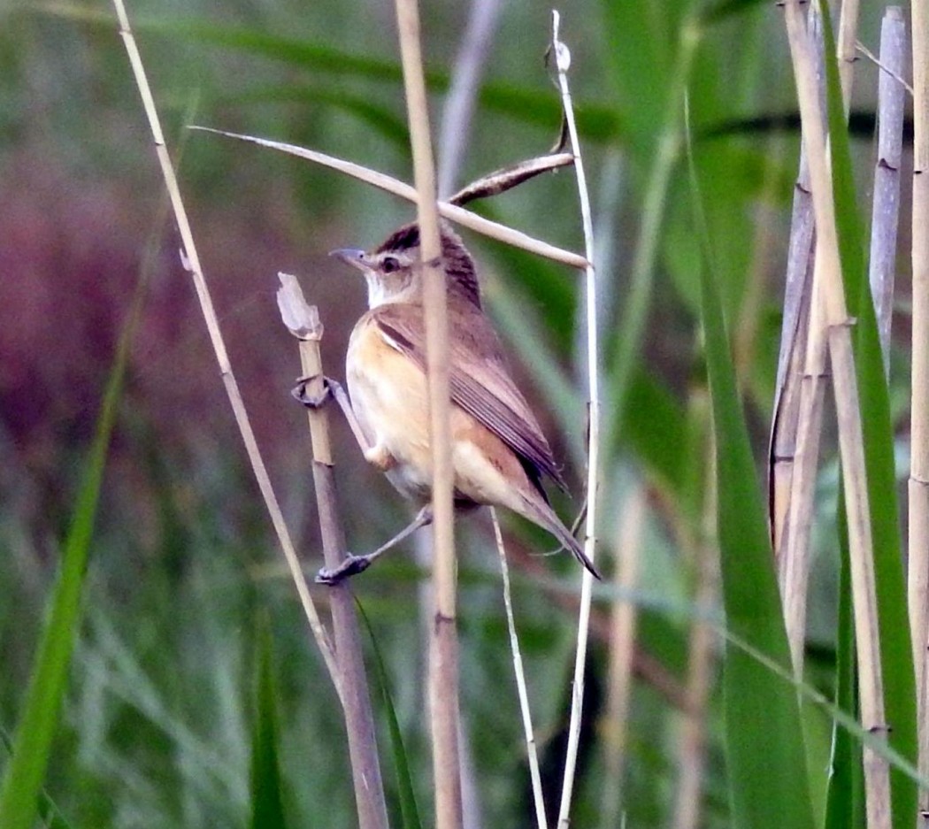 Büyük kamışçın