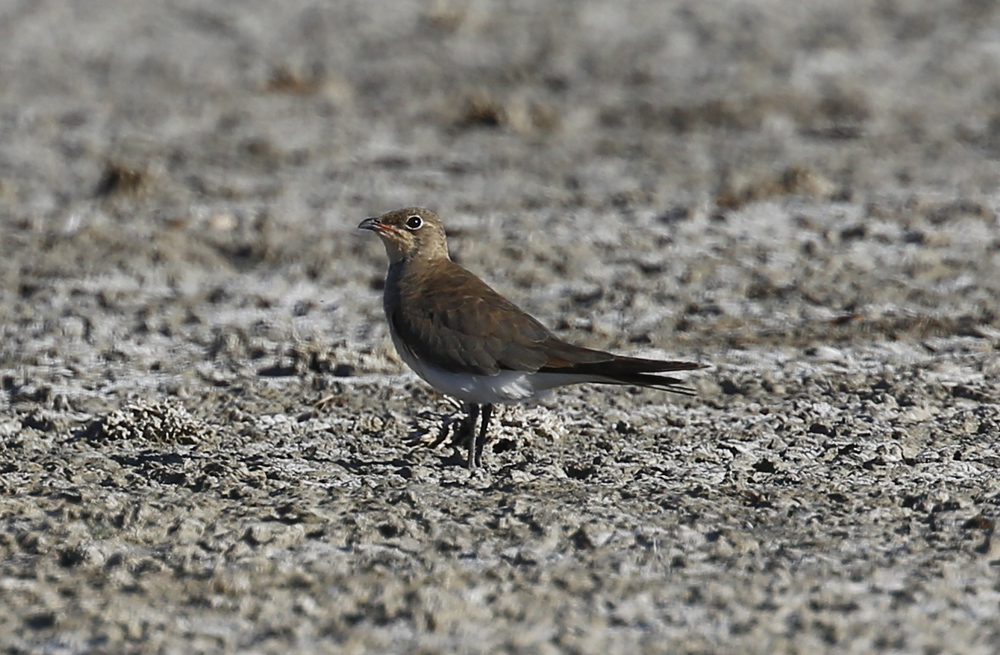 Bataklıkkırlangıcı