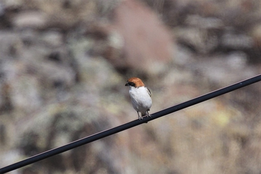Kızılbaşlı örümcekkuşu