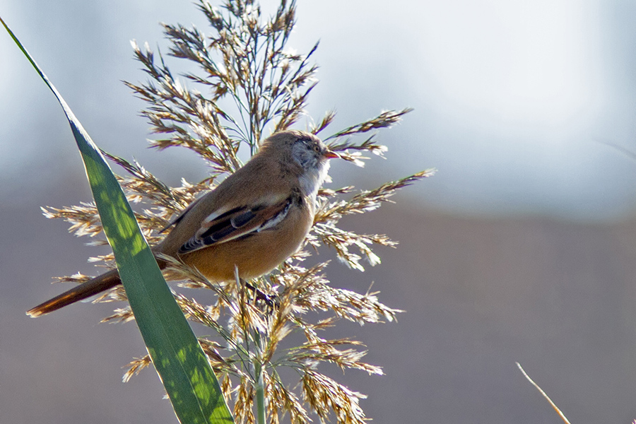 Bıyıklı baştankara