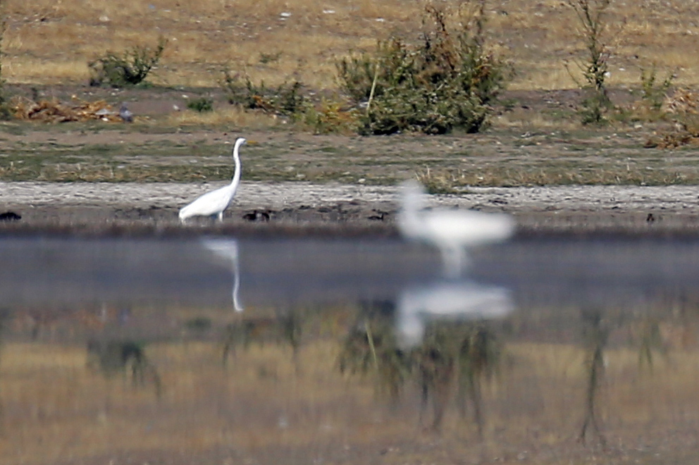 Büyük ak balıkçıl