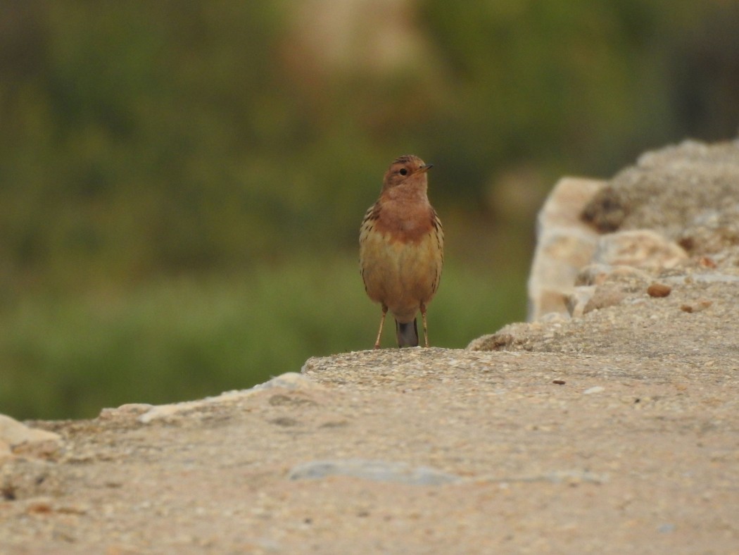 Kızılgerdanlı incirkuşu