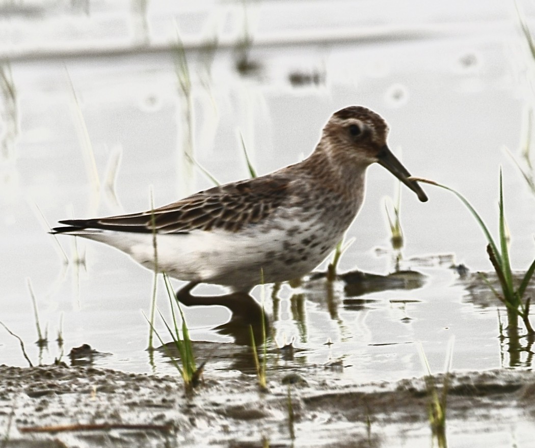 Karakarınlı kumkuşu