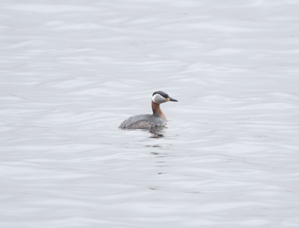 Kızılboyunlu batağan