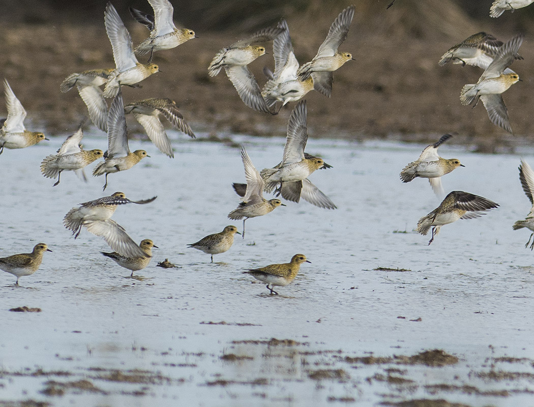 Küçük altın yağmurcun