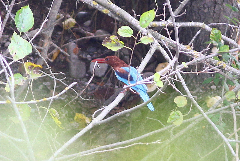 İzmir yalıçapkını