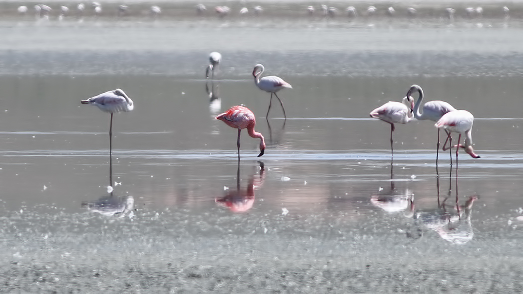Küçük flamingo
