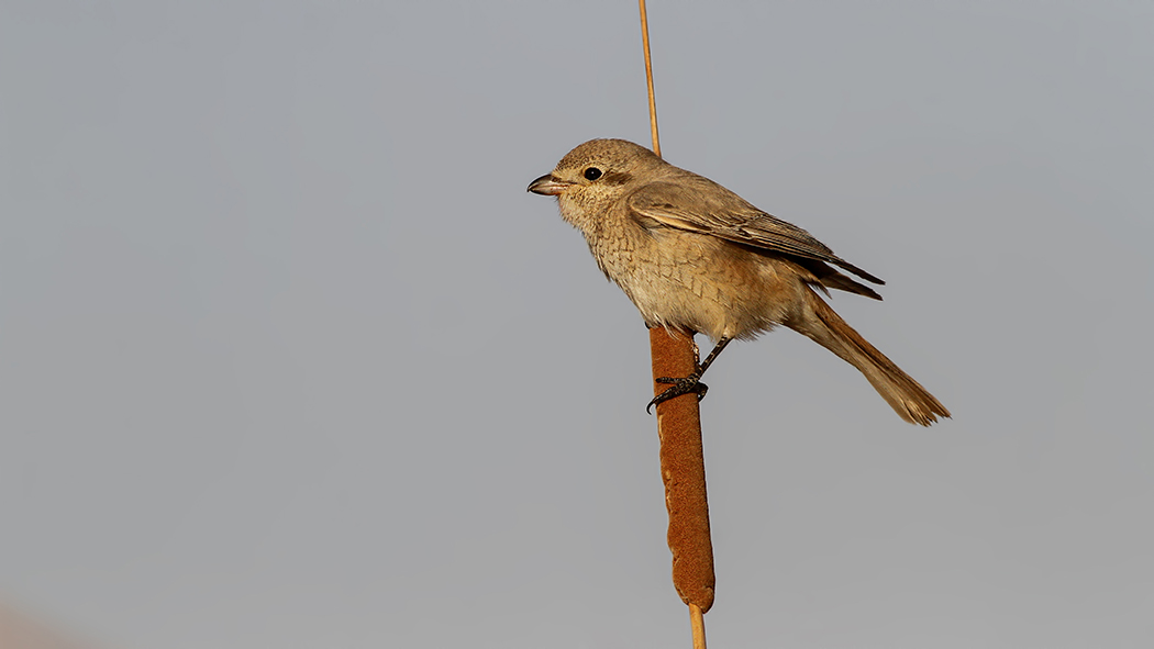 Kızılkuyruklu örümcekkuşu