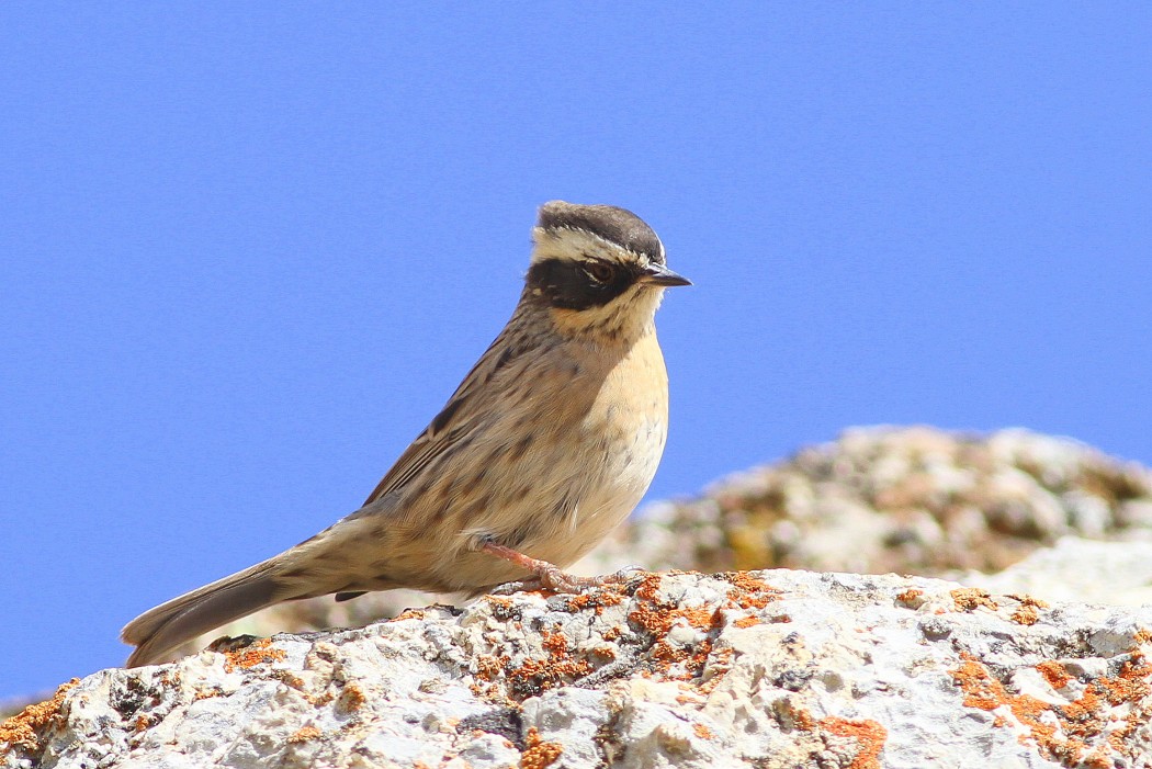 Sürmeli dağbülbülü
