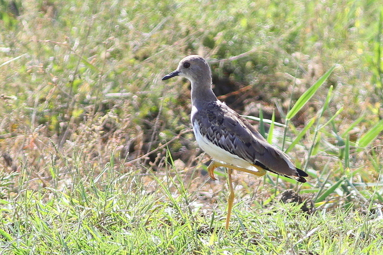 Akkuyruklu kızkuşu