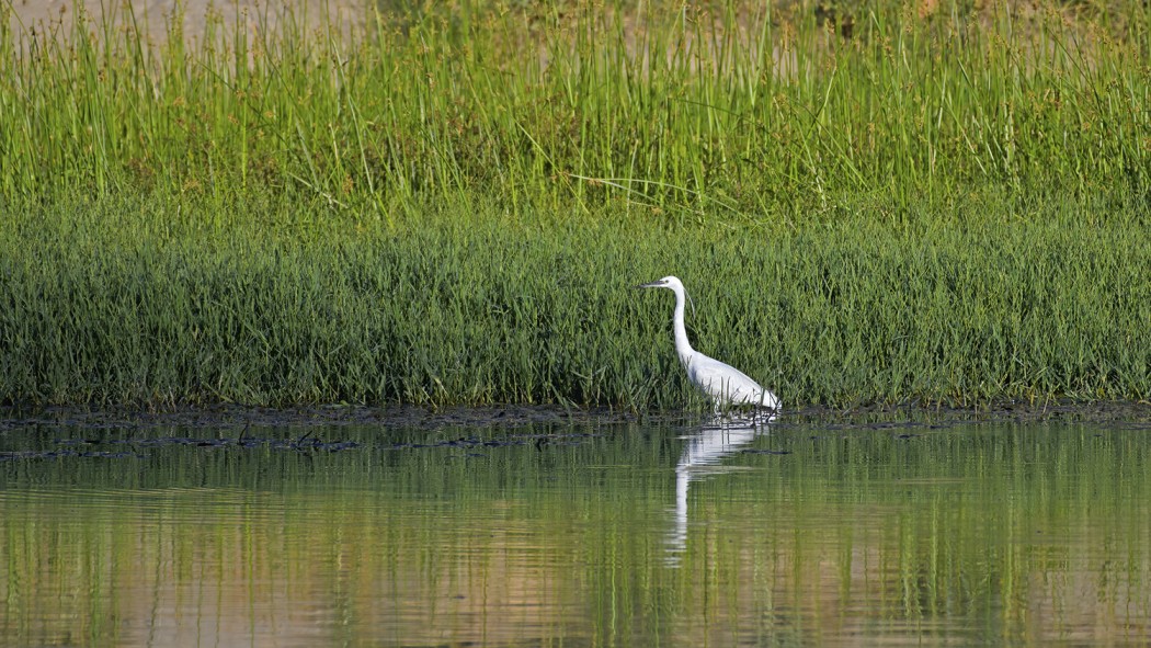 Küçük ak balıkçıl
