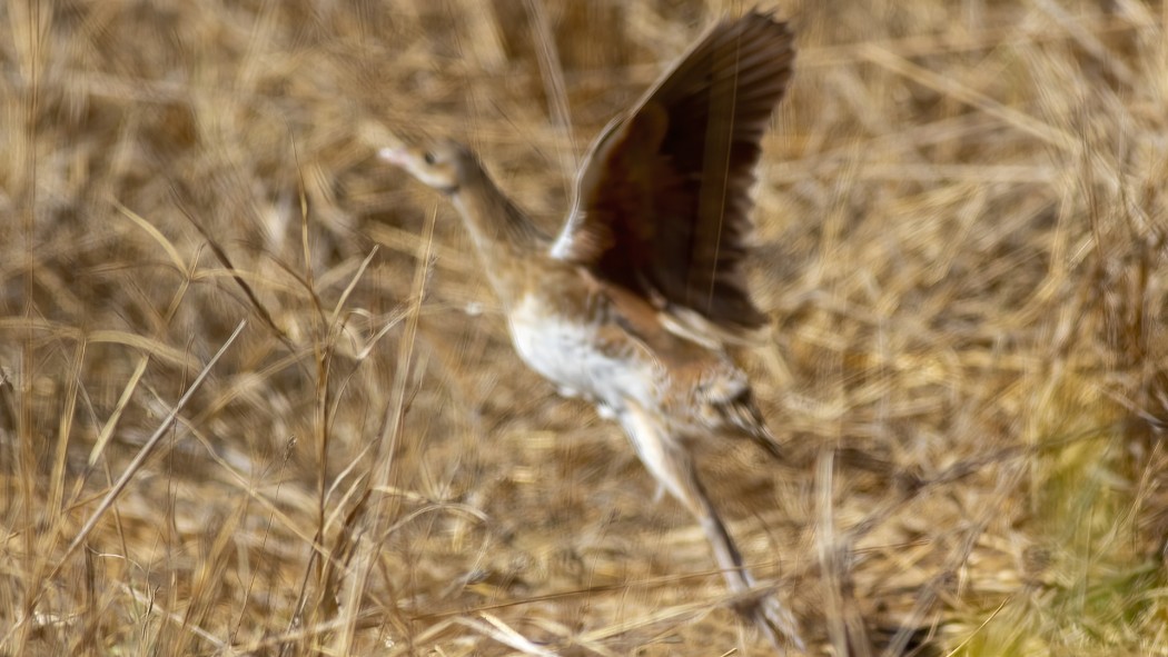 Bıldırcınkılavuzu