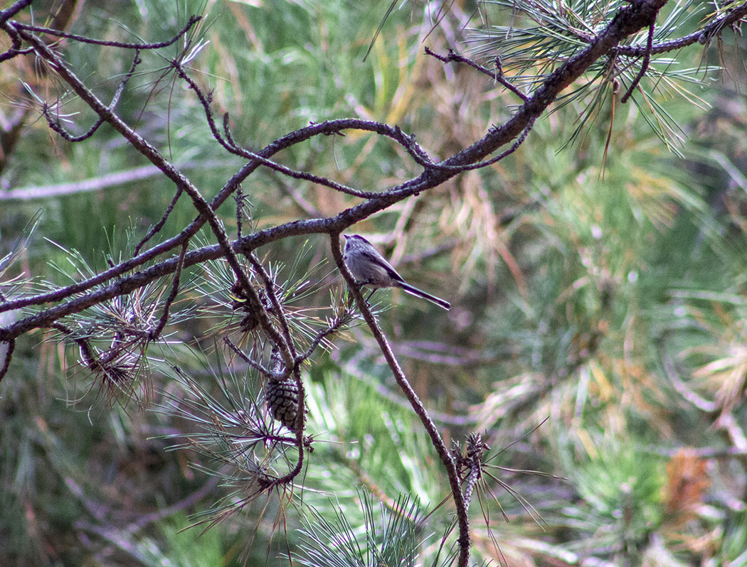 Uzunkuyruklu baştankara