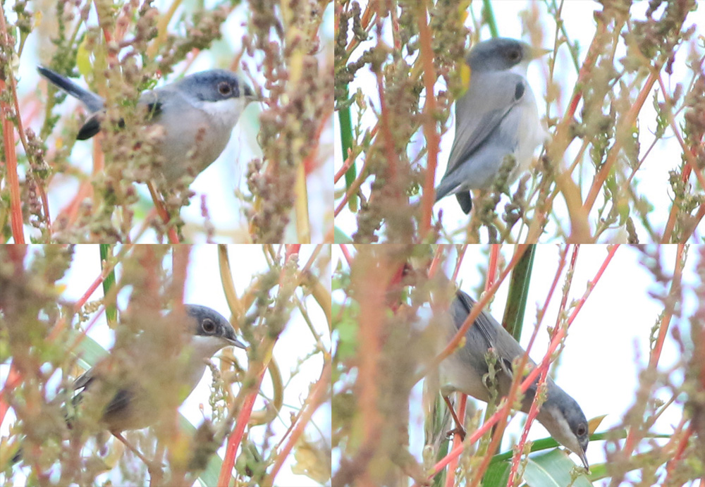 Pembegöğüslü ötleğen