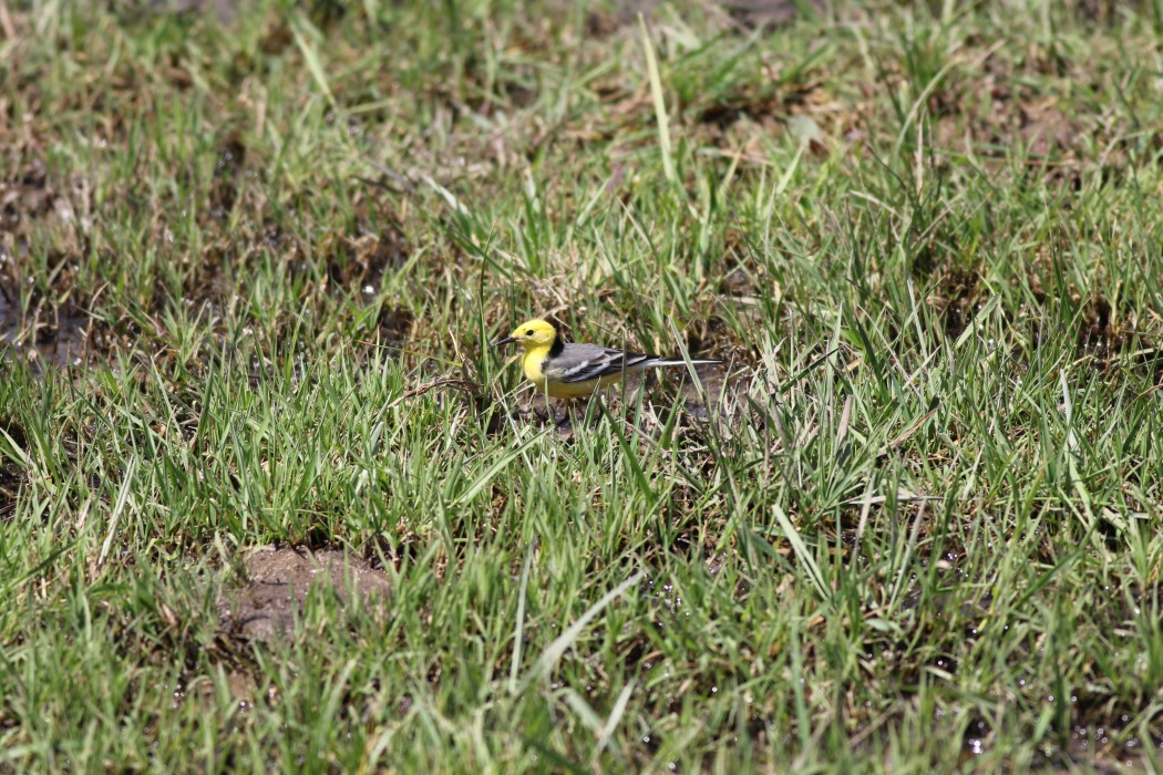 Sarıbaşlı kuyruksallayan