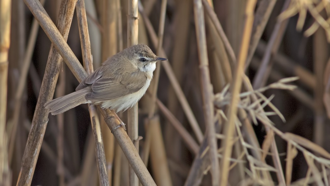 Doğu kamışçını
