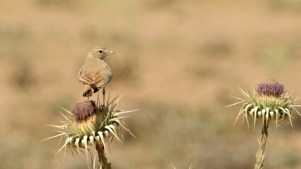 Küçük çöl toygarı