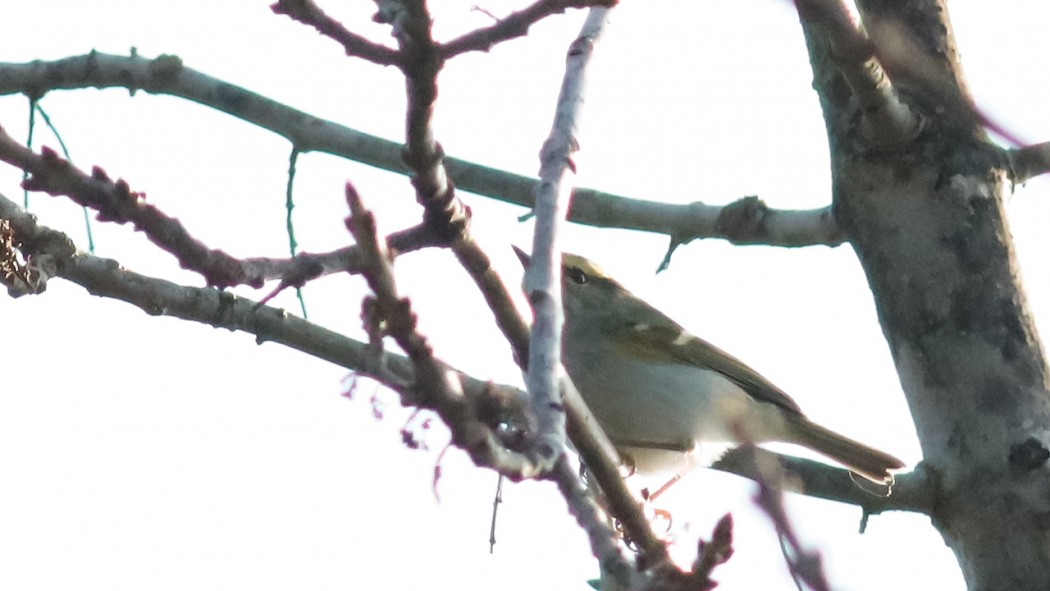 Çalıkuşu çıvgını