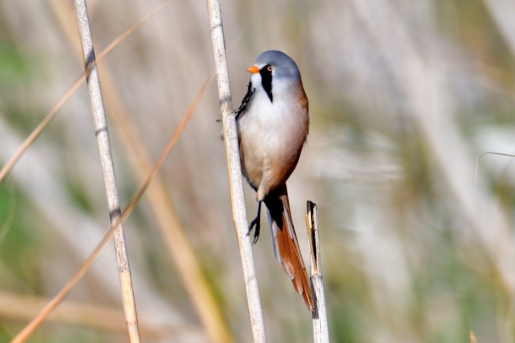 Bıyıklı baştankara