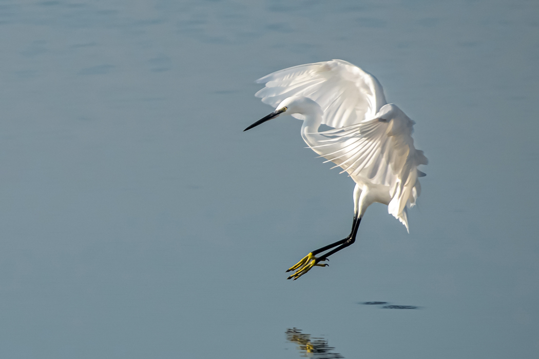 Küçük ak balıkçıl