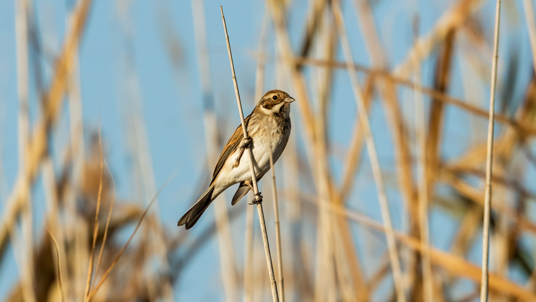Bataklık Kirazkuşu