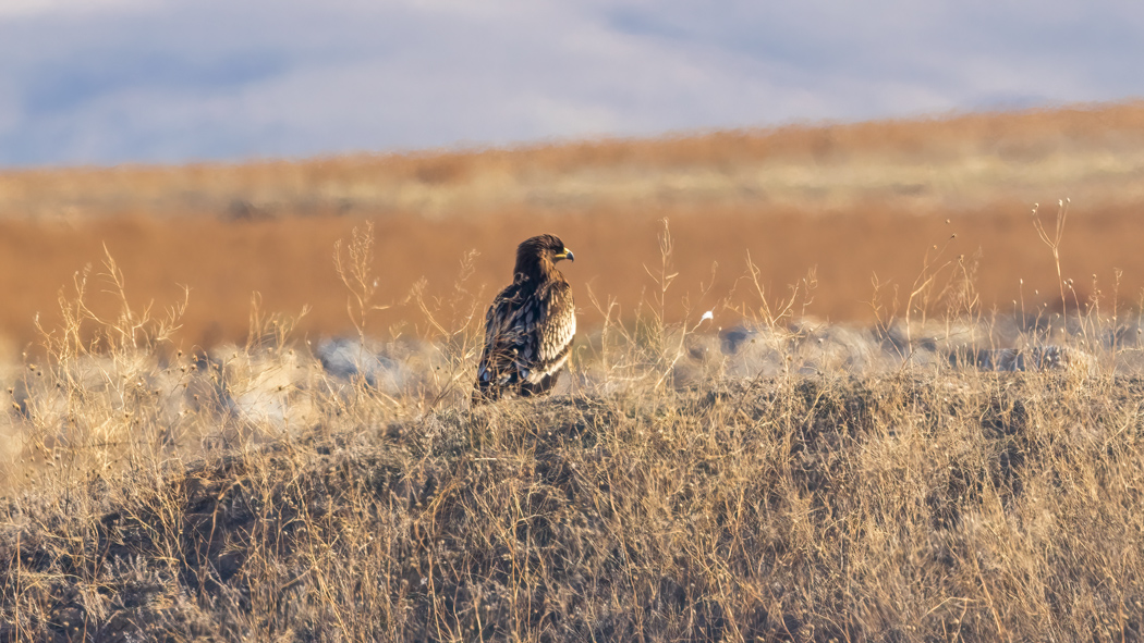 Büyük orman kartalı