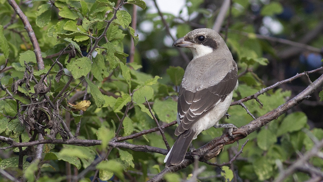 Karaalınlı örümcekkuşu