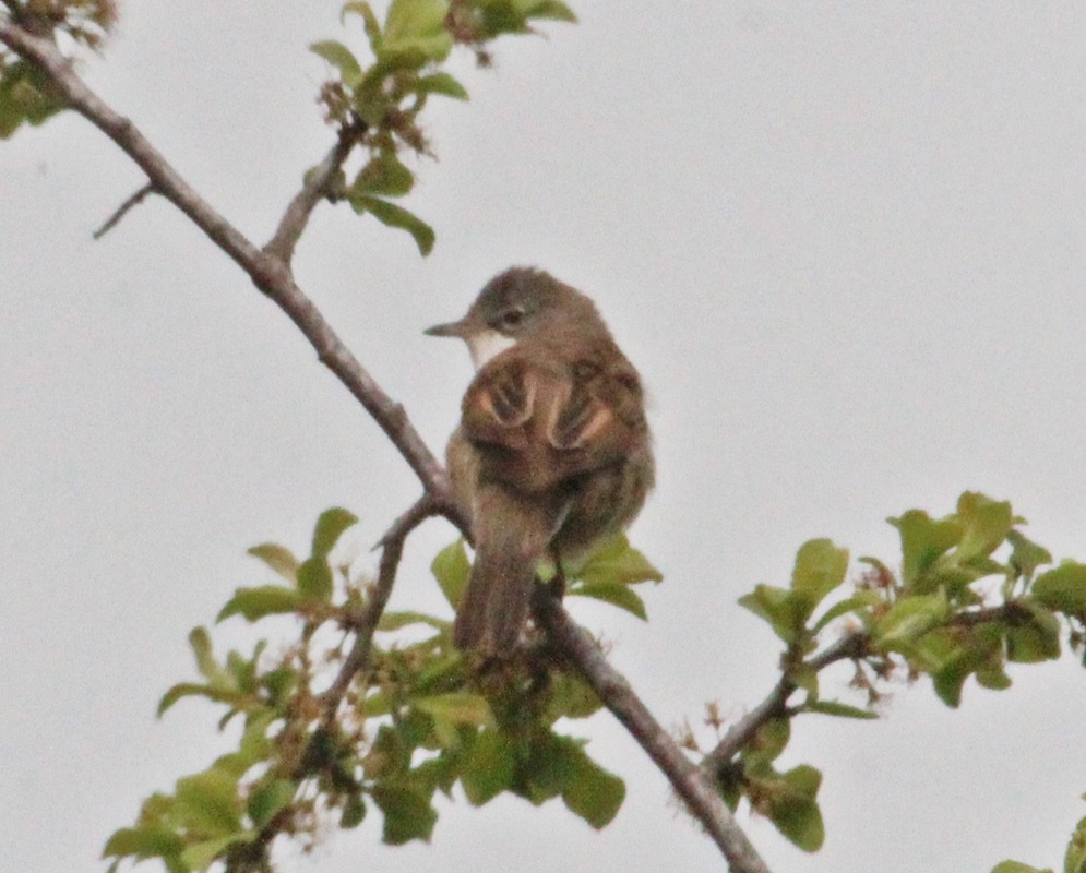 Akgerdanlı ötleğen