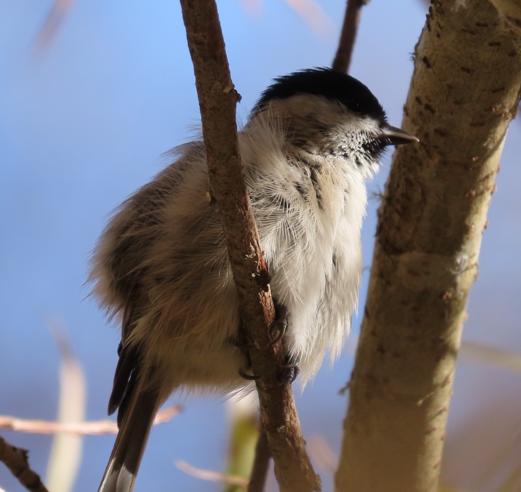 Kayın baştankarası