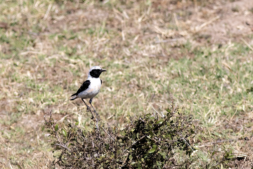 Karakulaklı kuyrukkakan