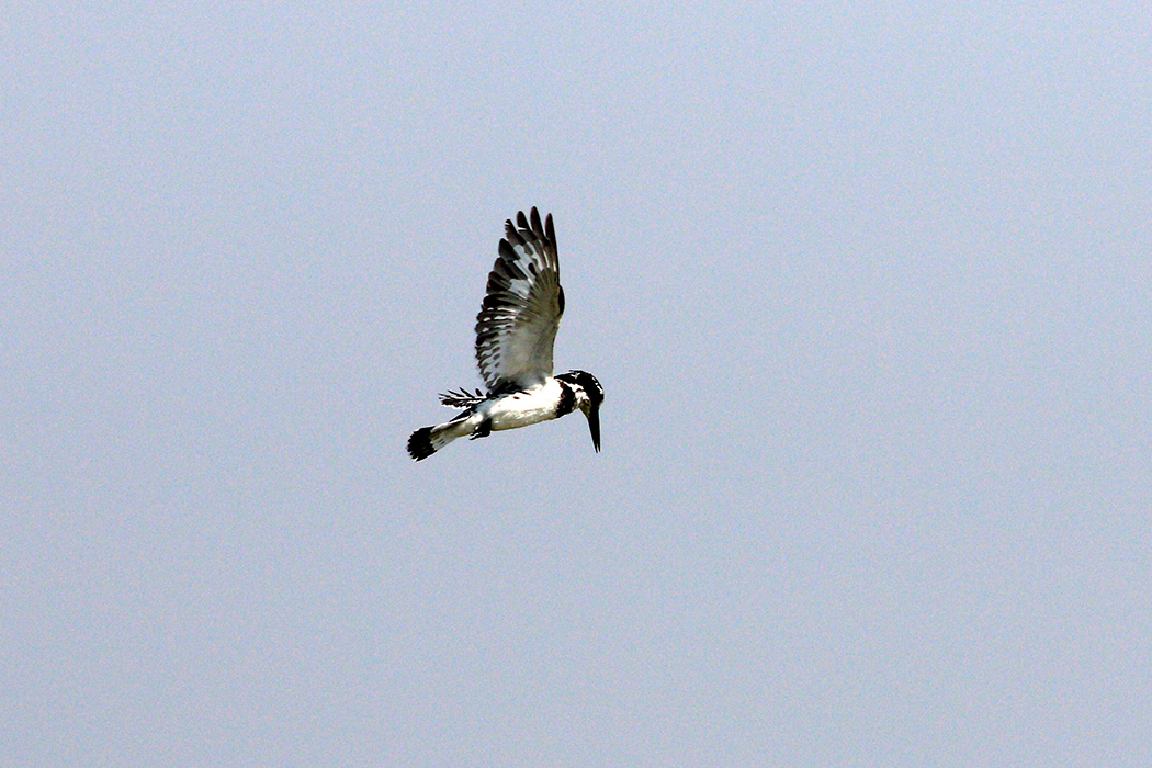 Alaca yalıçapkını