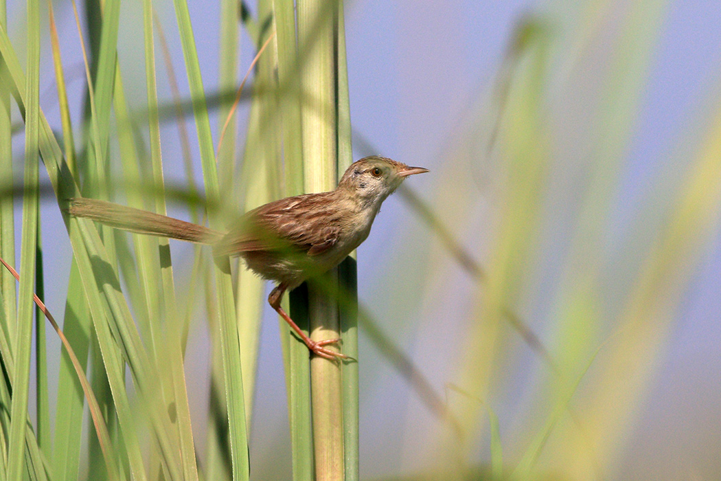 Dikkuyruklu ötleğen
