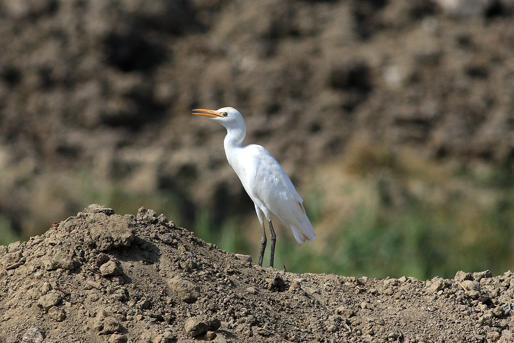 Sığır balıkçılı