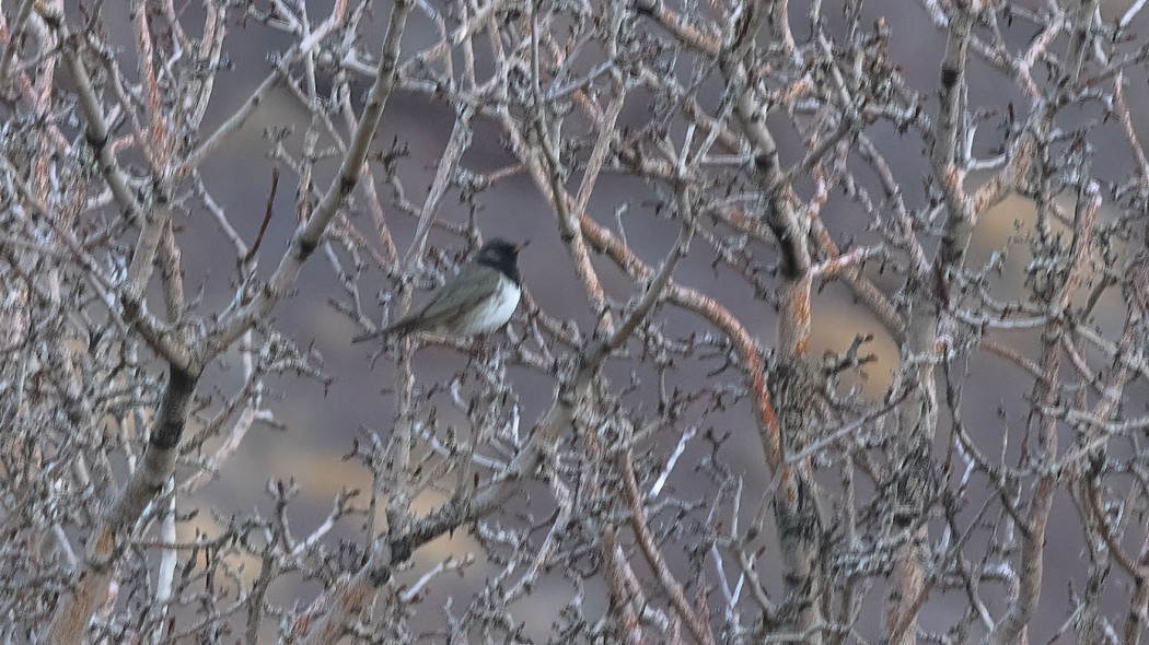 Karagerdanlı ardıç