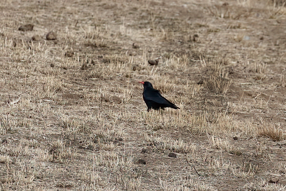 Kırmızıgagalı dağ kargası