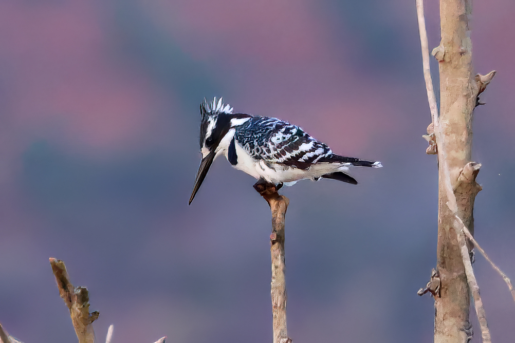 Alaca yalıçapkını