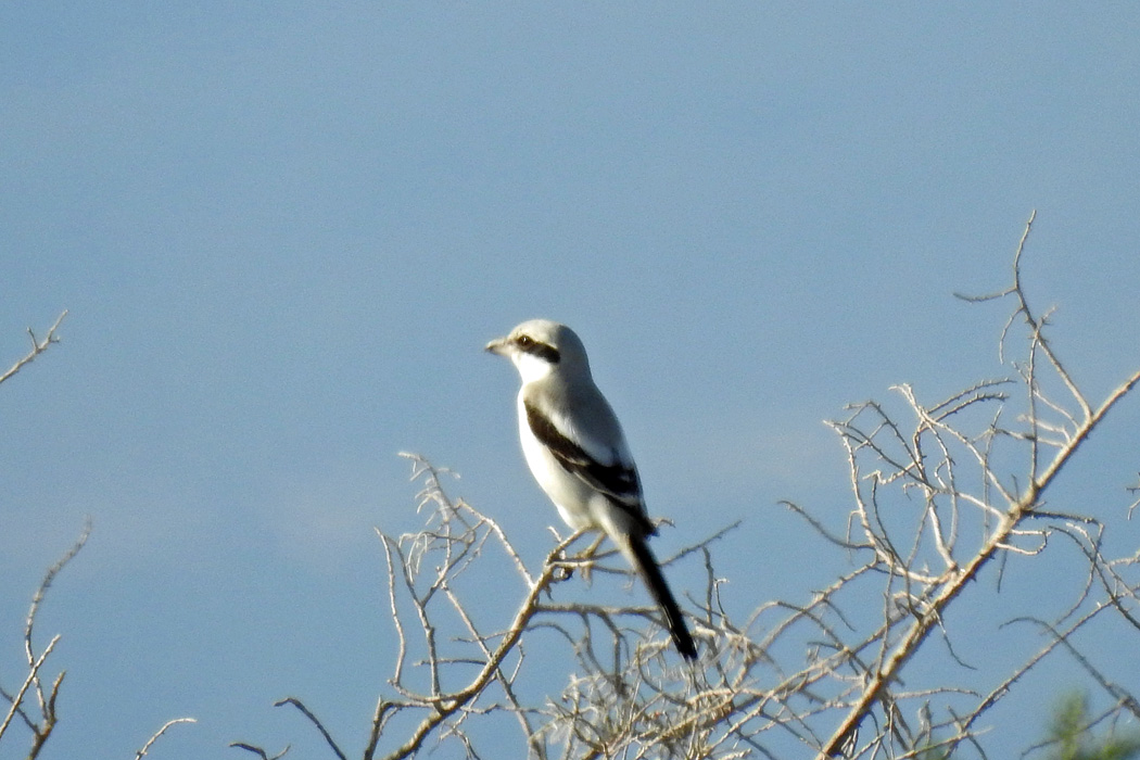 Büyük örümcekkuşu