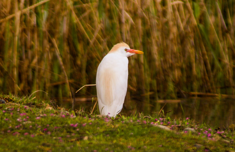 Sığır balıkçılı