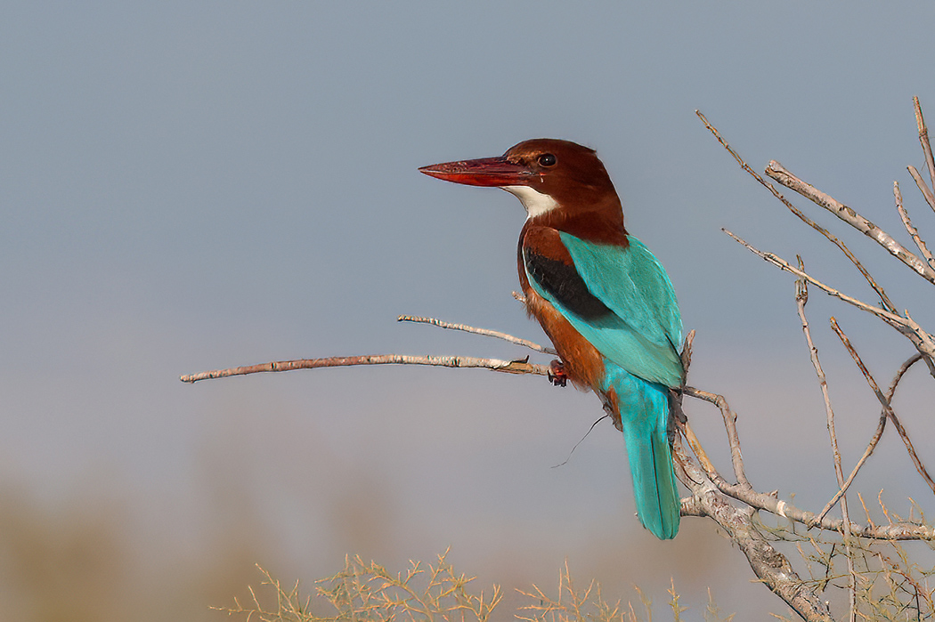 İzmir yalıçapkını