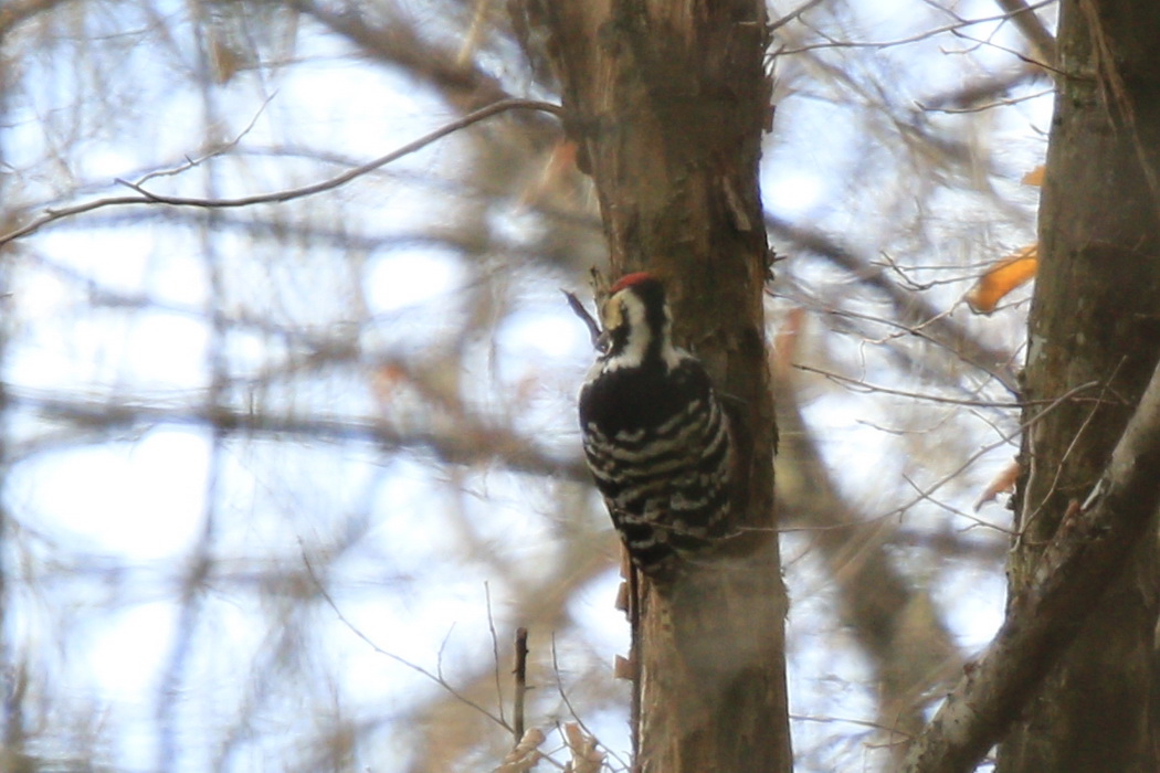 Aksırtlı ağaçkakan