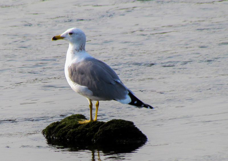 Van gölü martısı