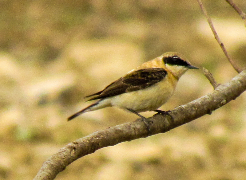 Karakulaklı kuyrukkakan
